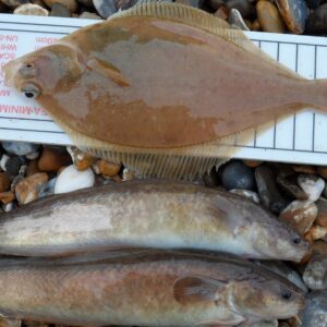 Fish Measure with maff size limits