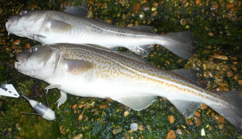 cod2